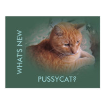Bubba the Orange Tabby Tomcat Post Cards