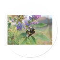 Bubble Bee on Chaste Tree stickers