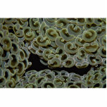 Bubble coral from Indonesia Photo Sculpture