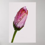 Bubbling daisy posters