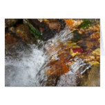 Bubbly Falls Cards