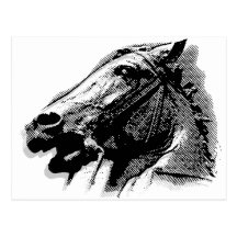 Bucephalus Post Card