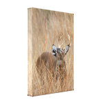 Buck in the Grass Gallery Wrap Canvas