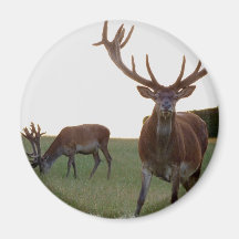 Buck  Magnet