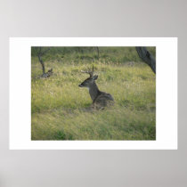 Buck. posters