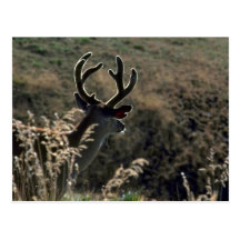 Buck W/ Velvet Antlers Post Cards
