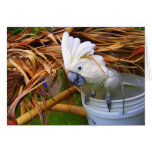 Bucket O' Cockatoo cards