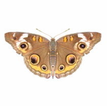 Buckeye butterfly ~ acrylic photo cutouts