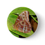 Buckeye Butterfly Button Wings Pin