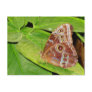 Buckeye Butterfly Nature Postcard