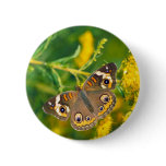 buckeye butterfly on missouri goldenrod button