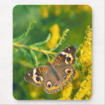 buckeye butterfly on missouri goldenrod mousepad
