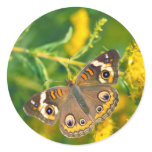 buckeye butterfly on missouri goldenrod stickers