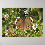 Buckeye Butterfly on Wild Aster posters