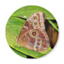 Buckeye Butterfly Refrigerator Magnet