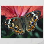 Buckeye, Junonia coenia Flyer