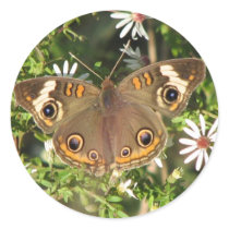 Buckeye on Asters Sticker