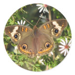 Buckeye on Asters Sticker