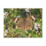 Buckeye Postcard