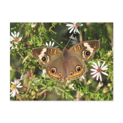 Buckeye Postcard by naturegirl7