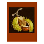 buckeye postcard