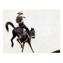 Bucking Bronco Post Card