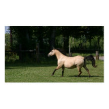 Buckskin horse business card