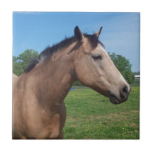Buckskin Mustang Tile