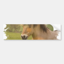 Buckskin Pony Bumper Sticker