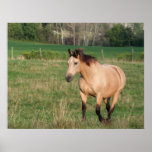 Buckskin Stroll Poster