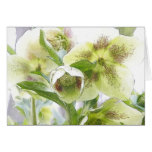 Bud To Blossom - White Hellebores cards
