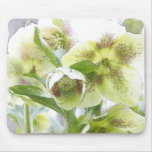 Bud To Blossom - White Hellebores mousepads