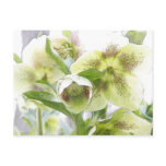 Bud To Blossom - White Hellebores Postcard