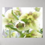 Bud To Blossom - White Hellebores posters