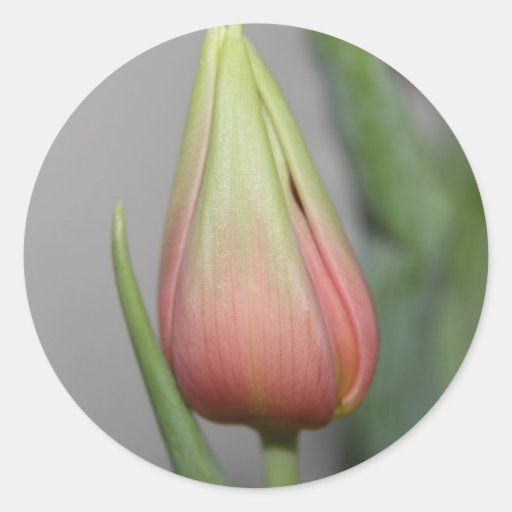 Budding Tulip #3 Stickers