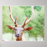 Buddy Elk Photo Print