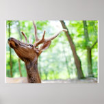 Buddy Elk Photograph Posters