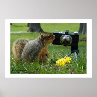 Buddy The Squirrel and his Camera Posters by scottjohnson