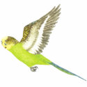 Budgerigar flying - Melopsittacus undulatus t-shirts