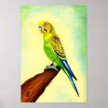 Budgie Bird Portrait Print