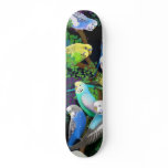 Budgie Parakeets Skateboard