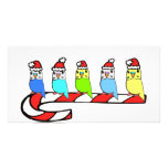 Budgies- Christmas Customised Photo Card