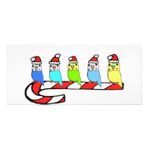 Budgies- Christmas Customised Rack Card