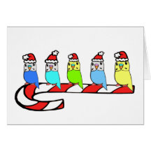 Budgies- Christmas Greeting Cards