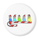 Budgies- Christmas