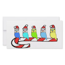 Budgies- Christmas