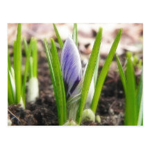 Buds In The Spring Crocus Garden Postcards