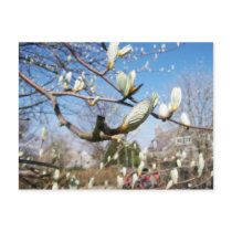 Buds postcards