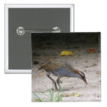 Buff-banded Rail, Gallirallus philippensis Pins
