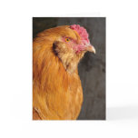 Buff Easter Egger Rooster cards